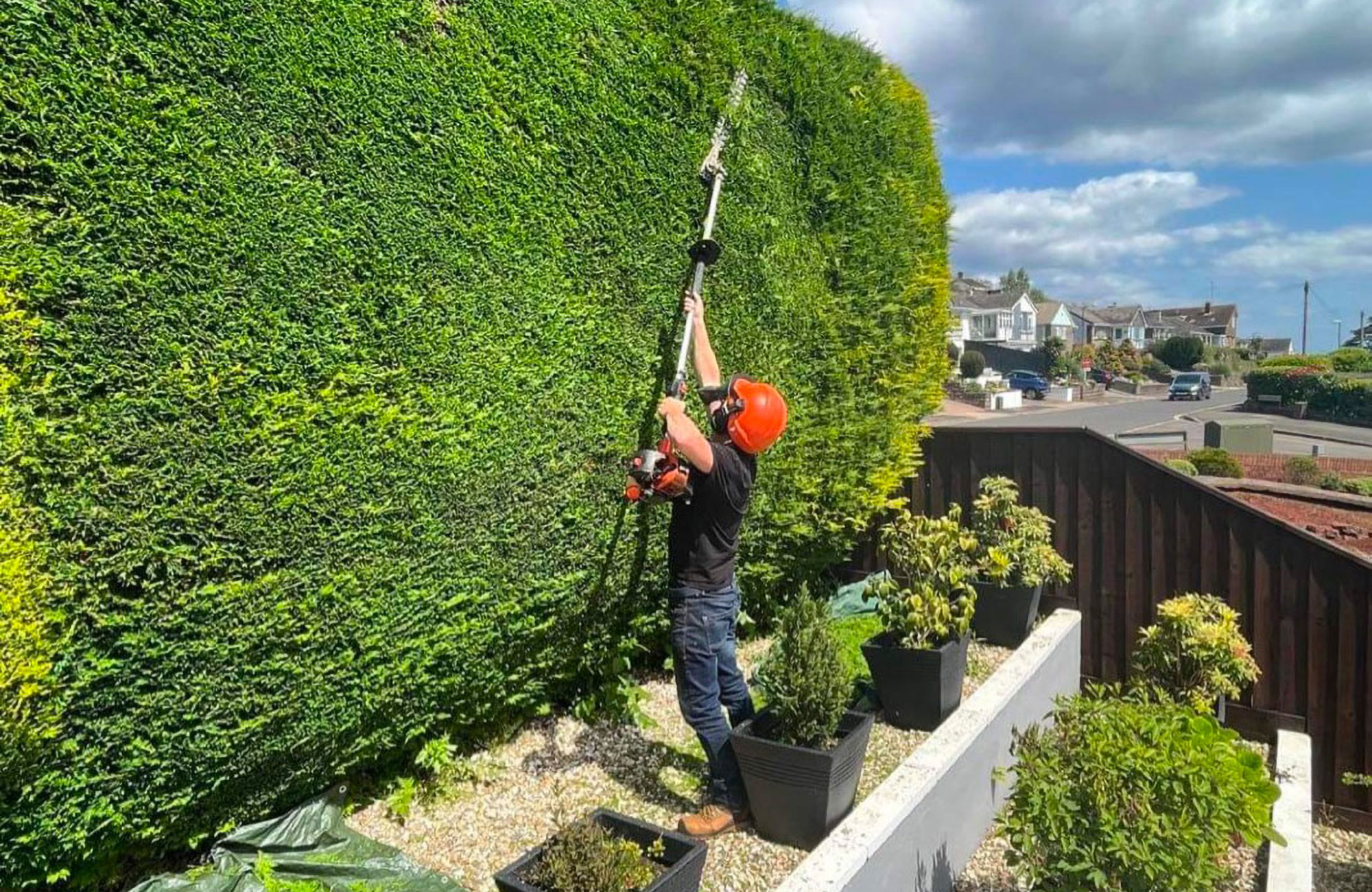 Torbay Hedge Trimming